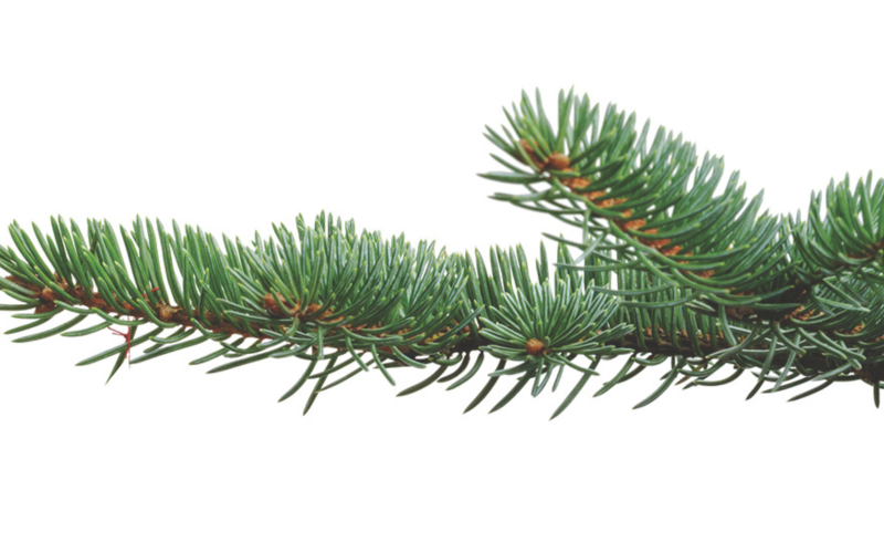 Christmas Tree Branch
